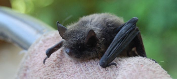 Vesisiippa Myotis Daubentonii Lepakkolaji Daubenton s Bat Vesisiippa Myotis Daubentonii Lepakkolaji Daubenton s Bat