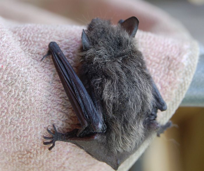 Vesisiippa Myotis Daubentonii Lepakkolaji Daubenton s Bat Vesisiippa Myotis Daubentonii Lepakkolaji Daubenton s Bat